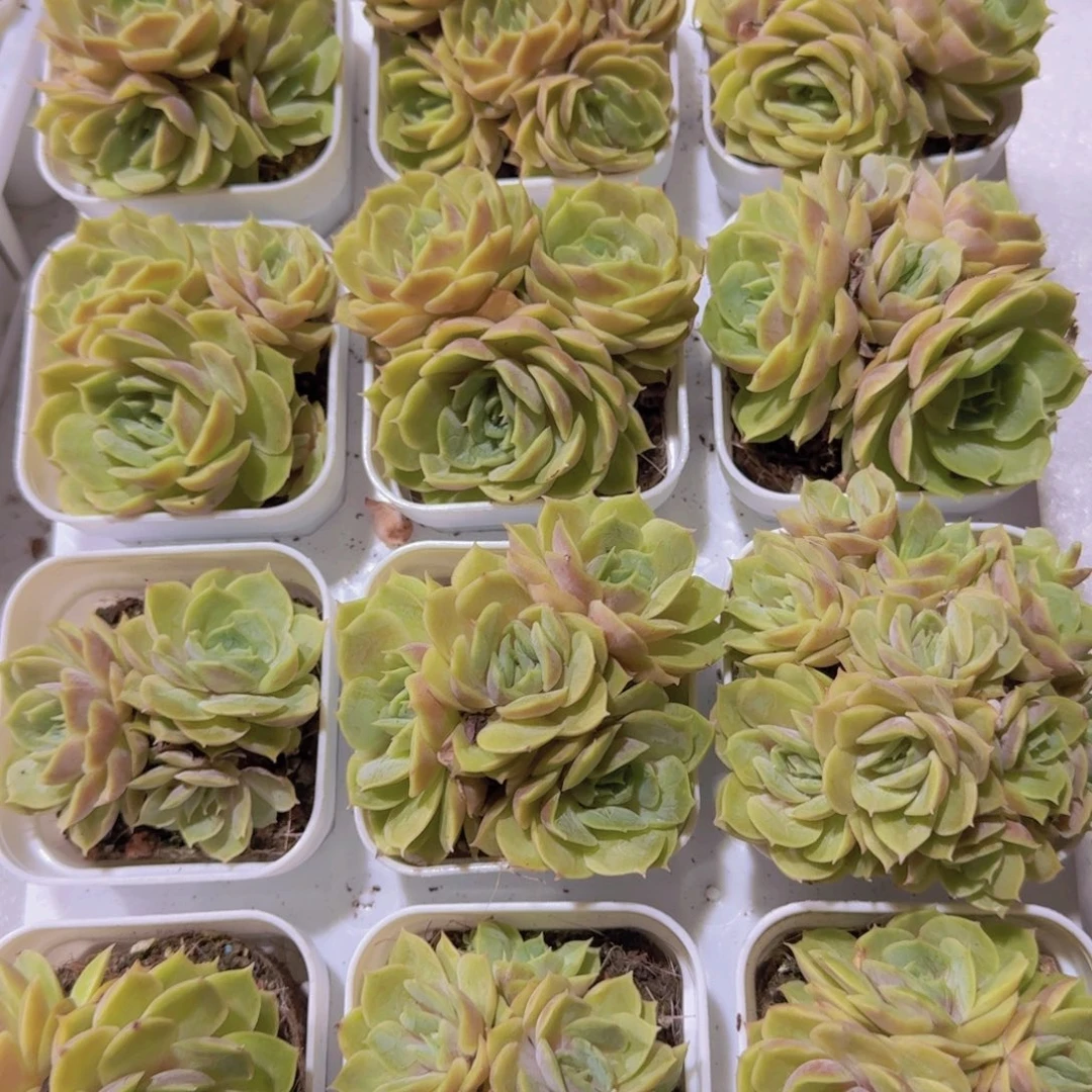 处理昂斯诺群一颗福利