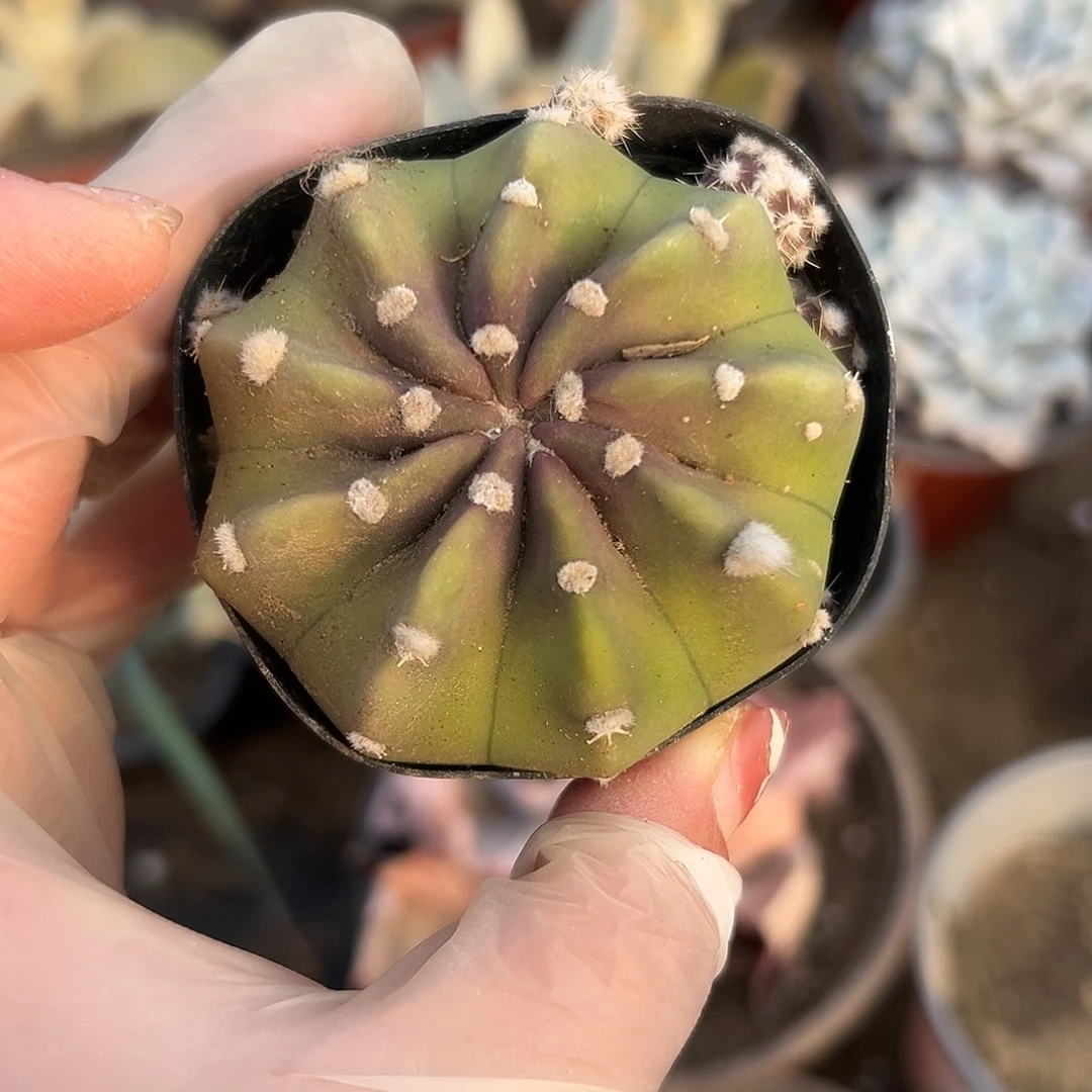 多肉植物短毛丸开花