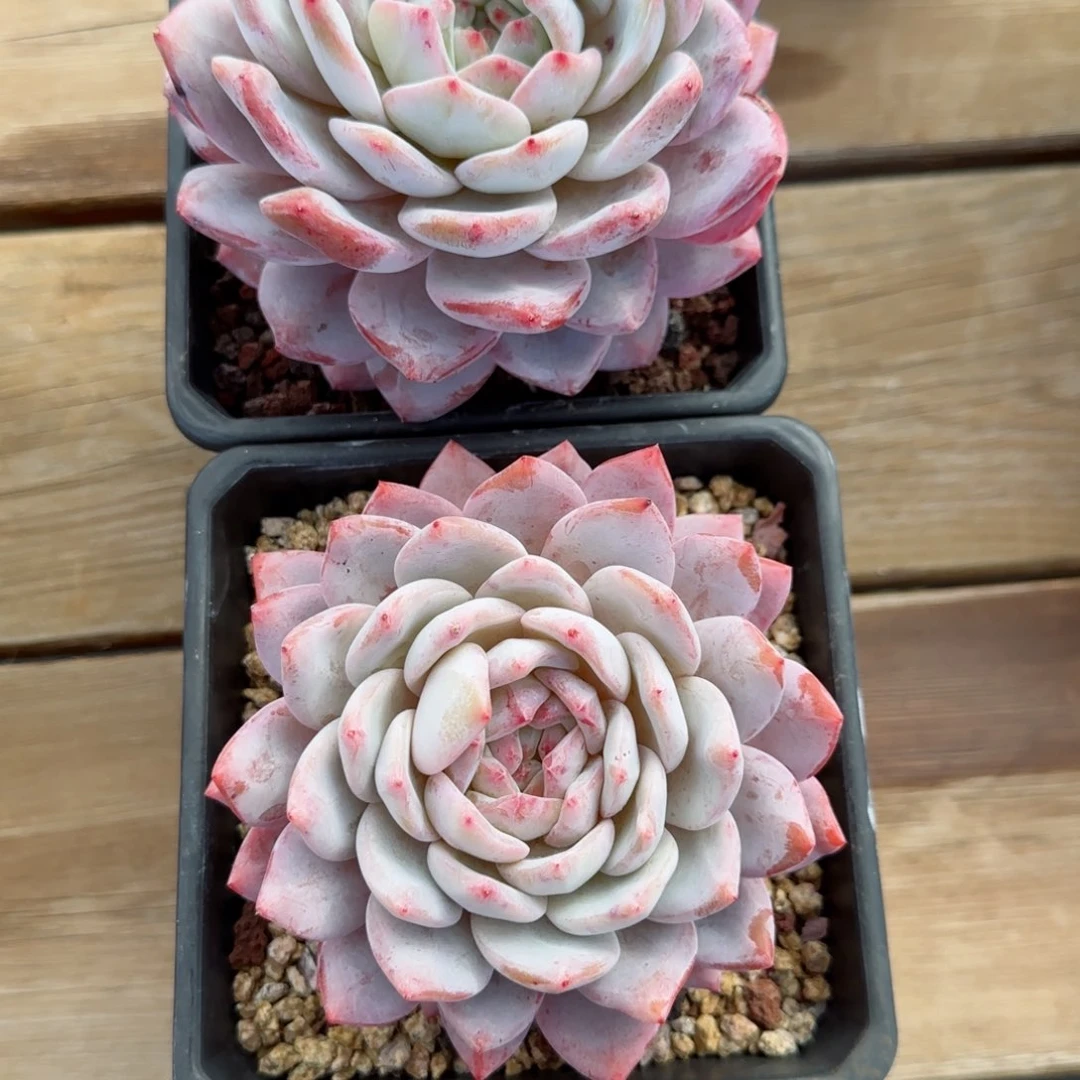 文***李精品橙子一物一拍