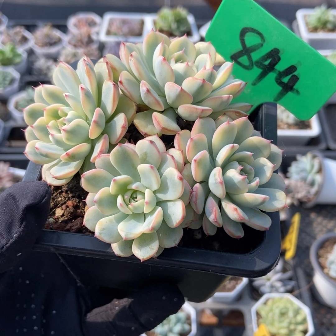 844忌廉锦多肉植物保护
