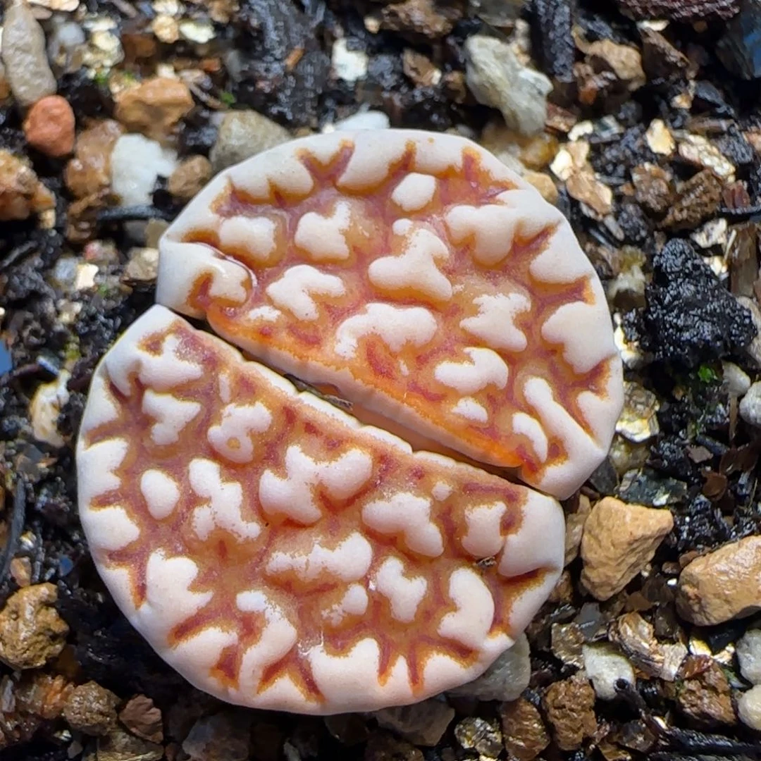 花纹多肉植物百科