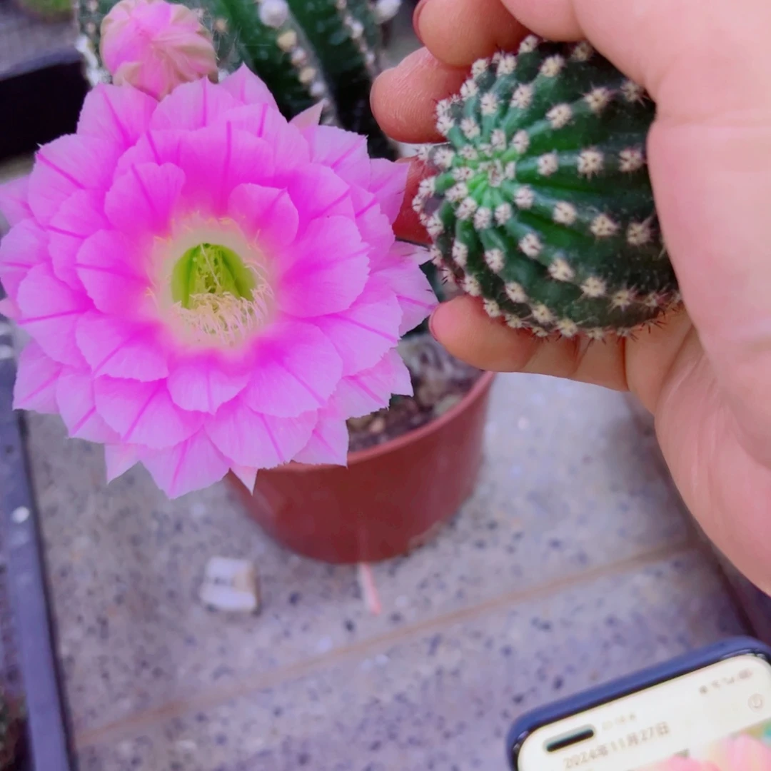 下52金刚29 歪无根侧芽3公分左右20包邮