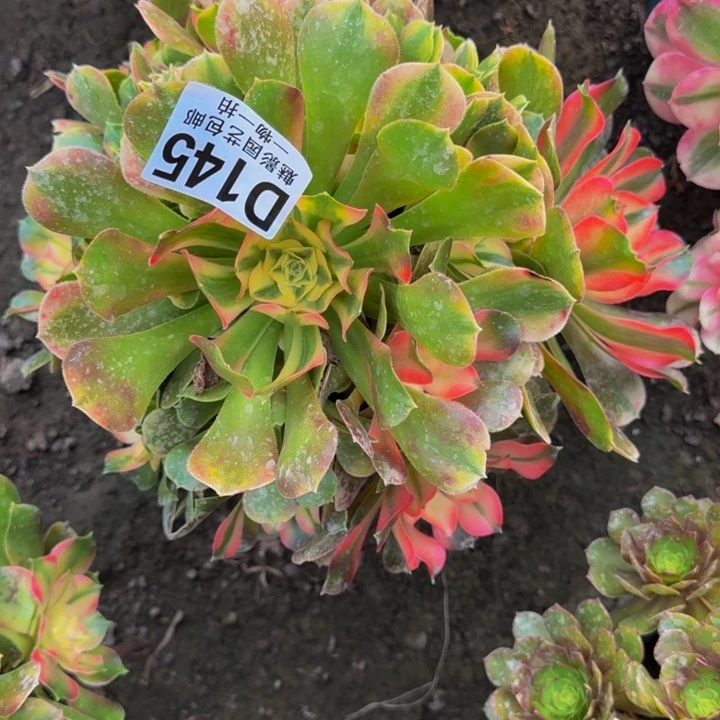 香妃花30-29包邮花花