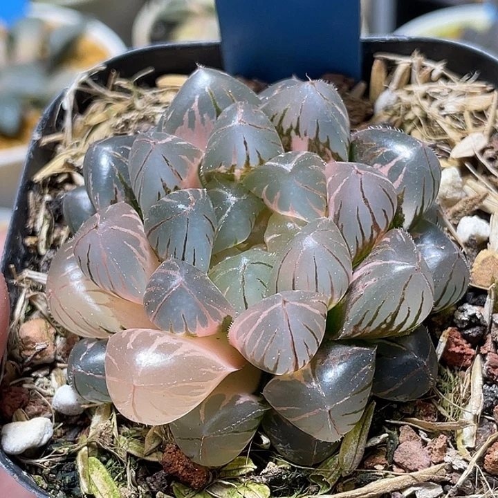 638绯桃锦亚母本级别