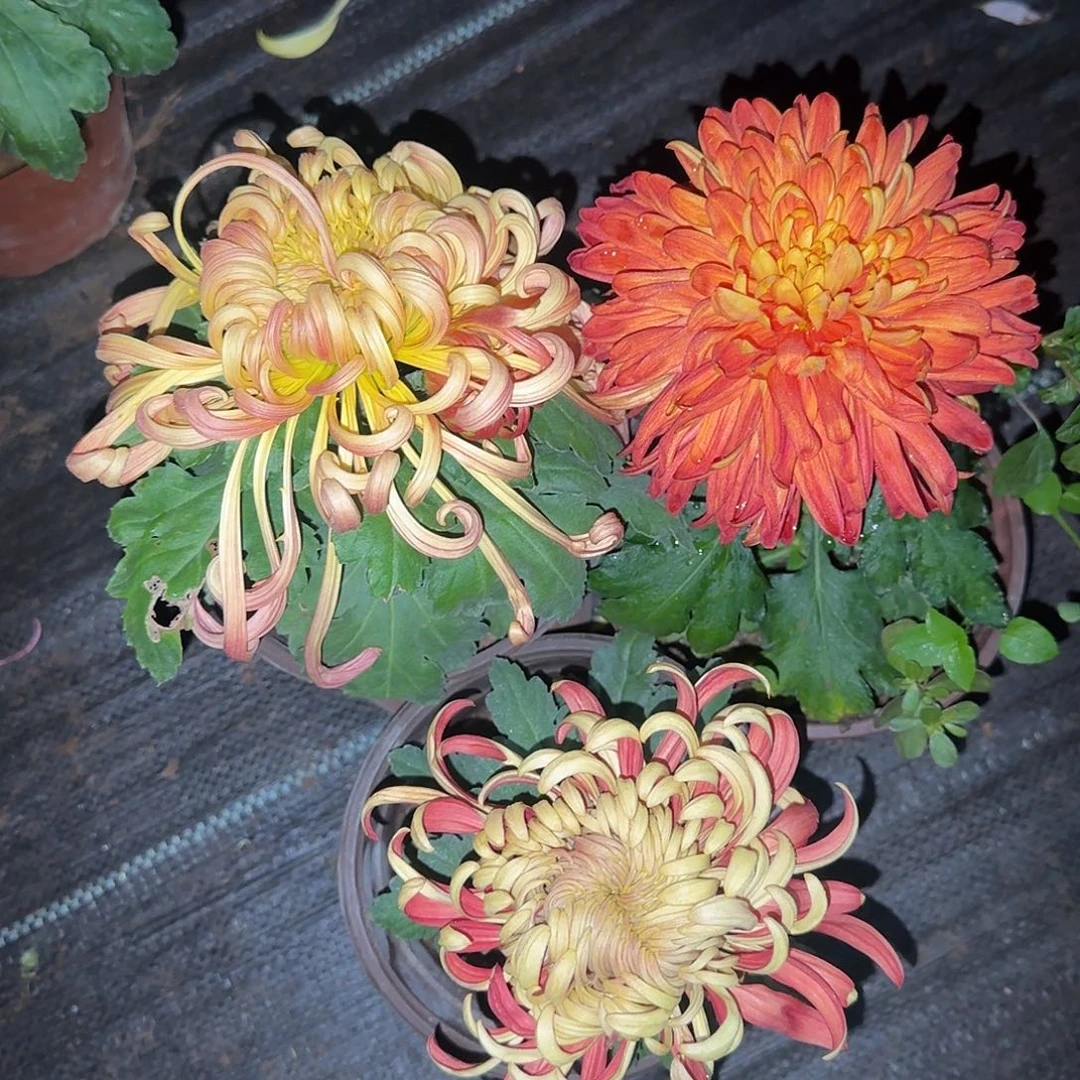 全部花朵D11111111111