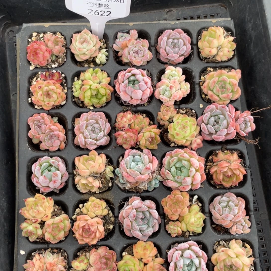 不包整散 盆子不售后2622