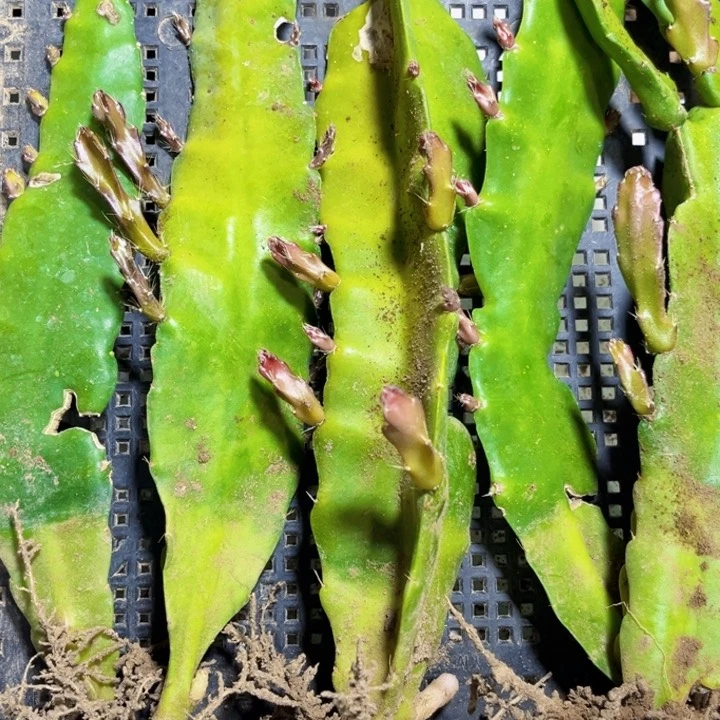 当前无花栽培后可以开花342