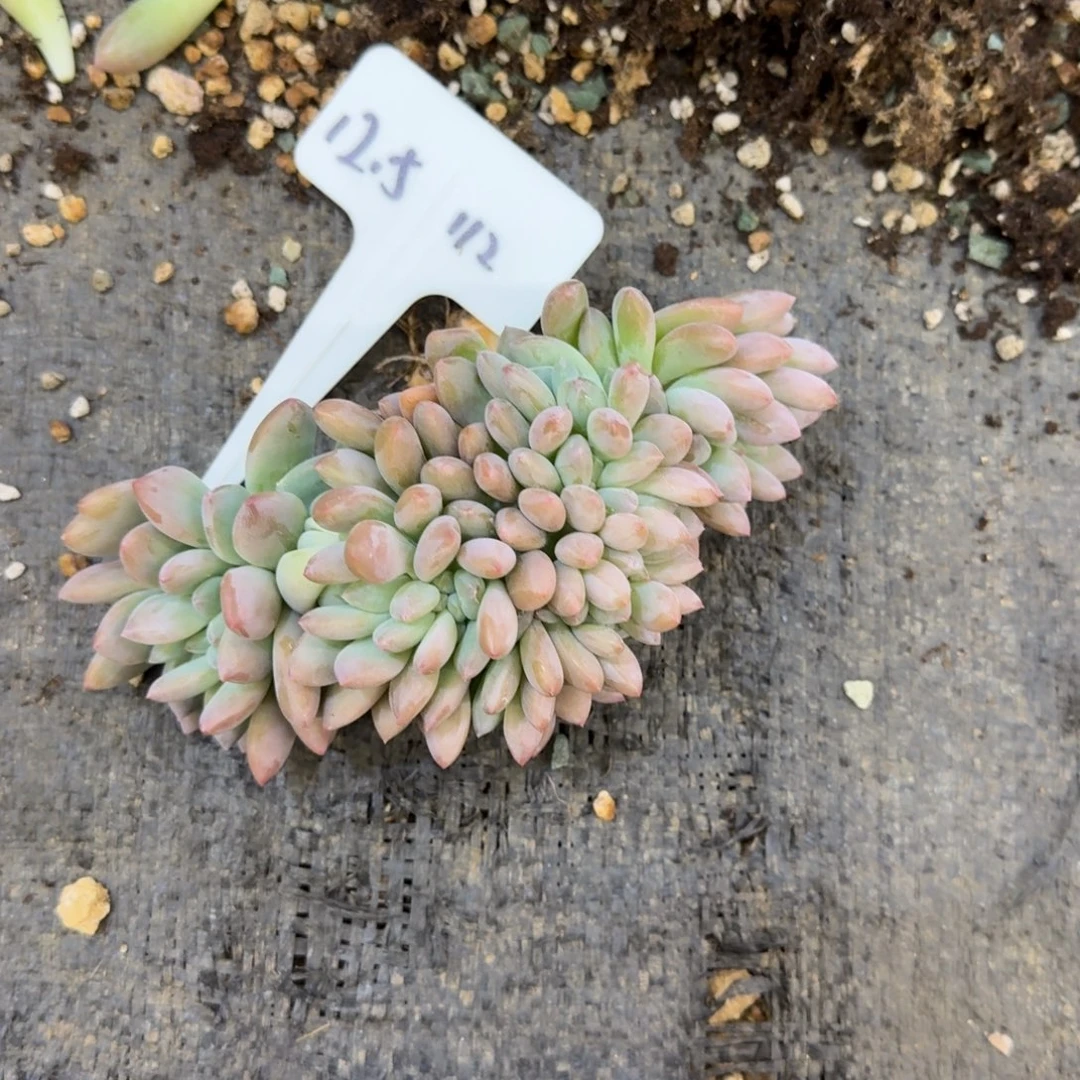 停***格一物一拍奥普缀112