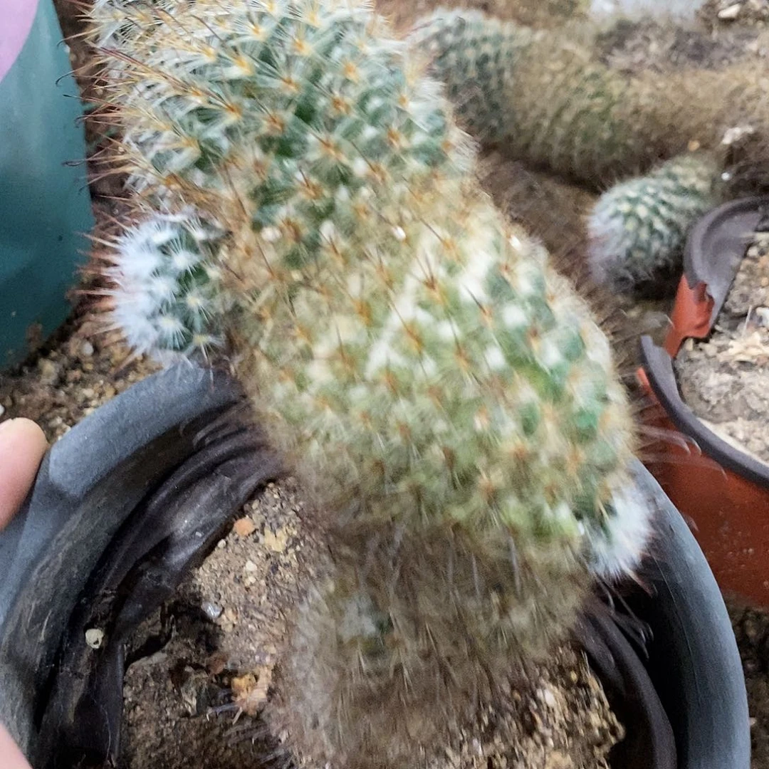 用***9丰明王一颗。