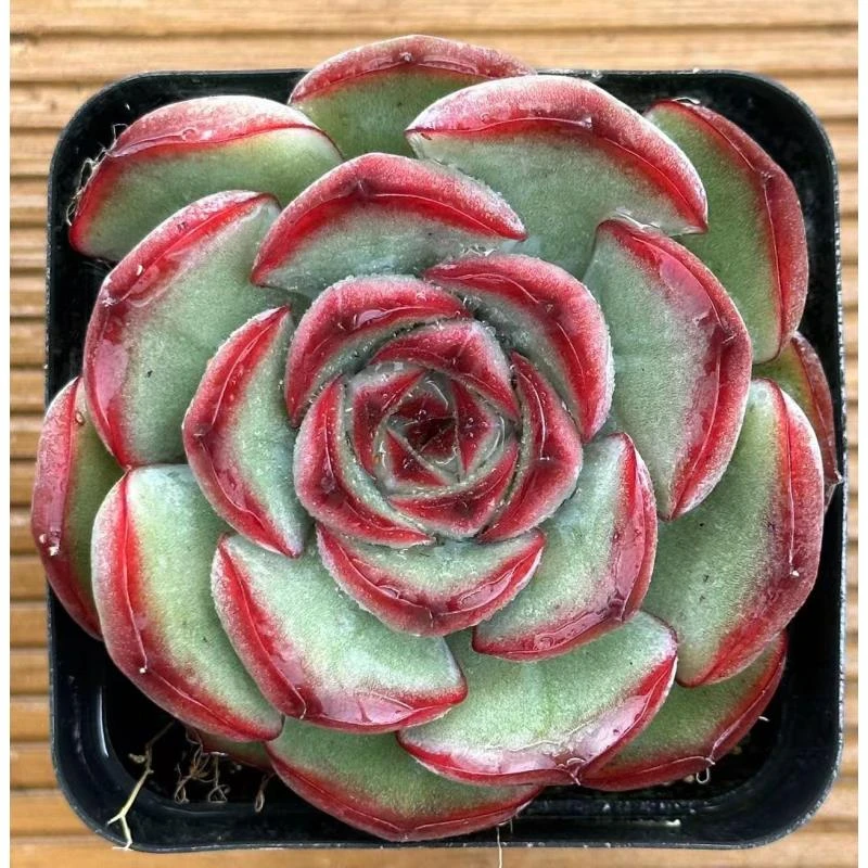 7#美人鱼化石多肉植物  前男友精品多肉 SM0416