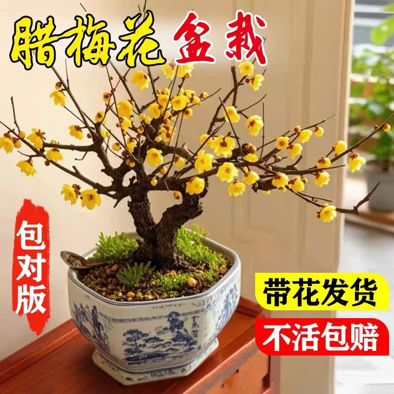 腊梅花树苗盆栽室内外老桩梅花盆景庭院耐寒花卉植物浓香素心腊梅