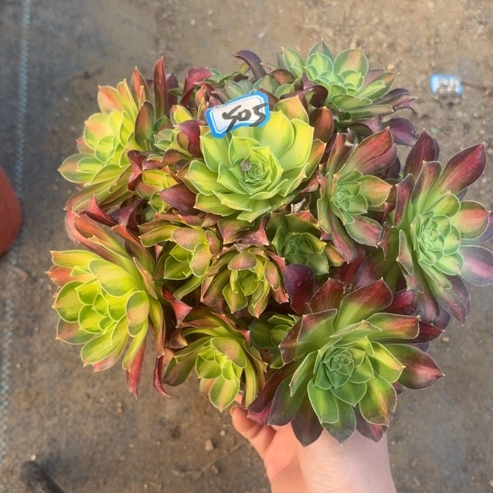 一物一拍韶华505