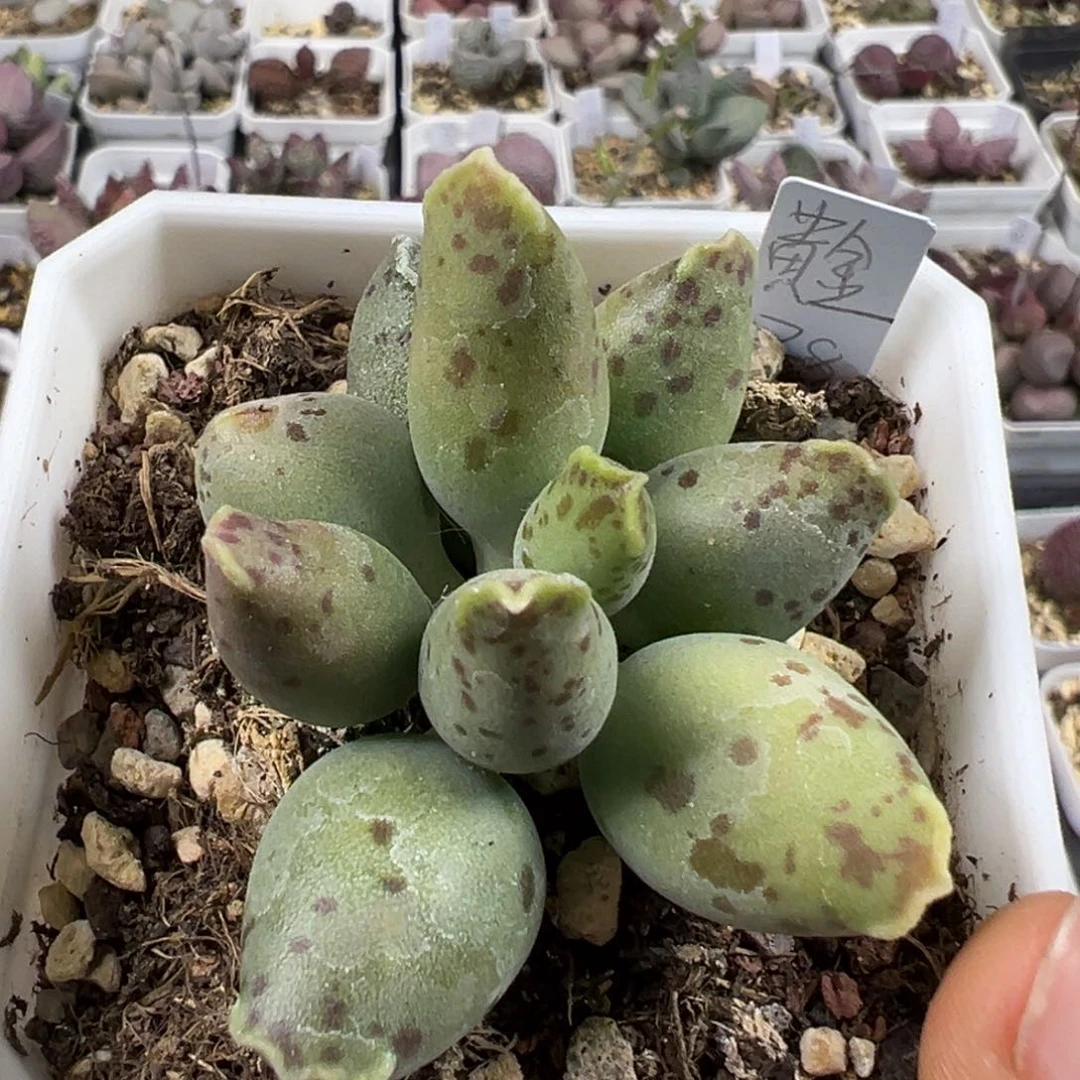 黄金海豹多肉植物水泡