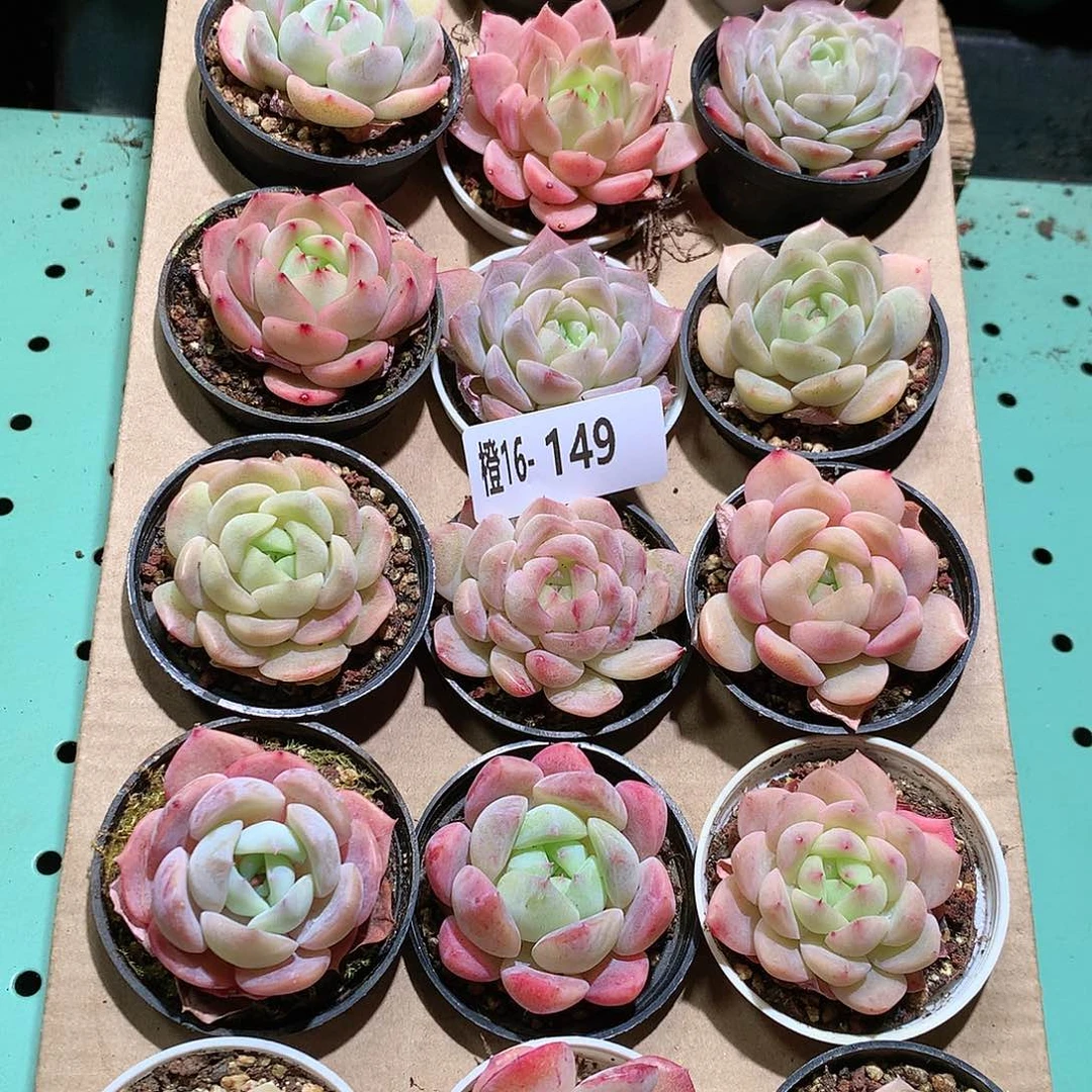 16-149一物一拍带盆18颗