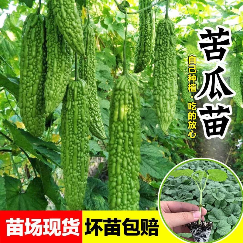【只发新疆】苦瓜苗