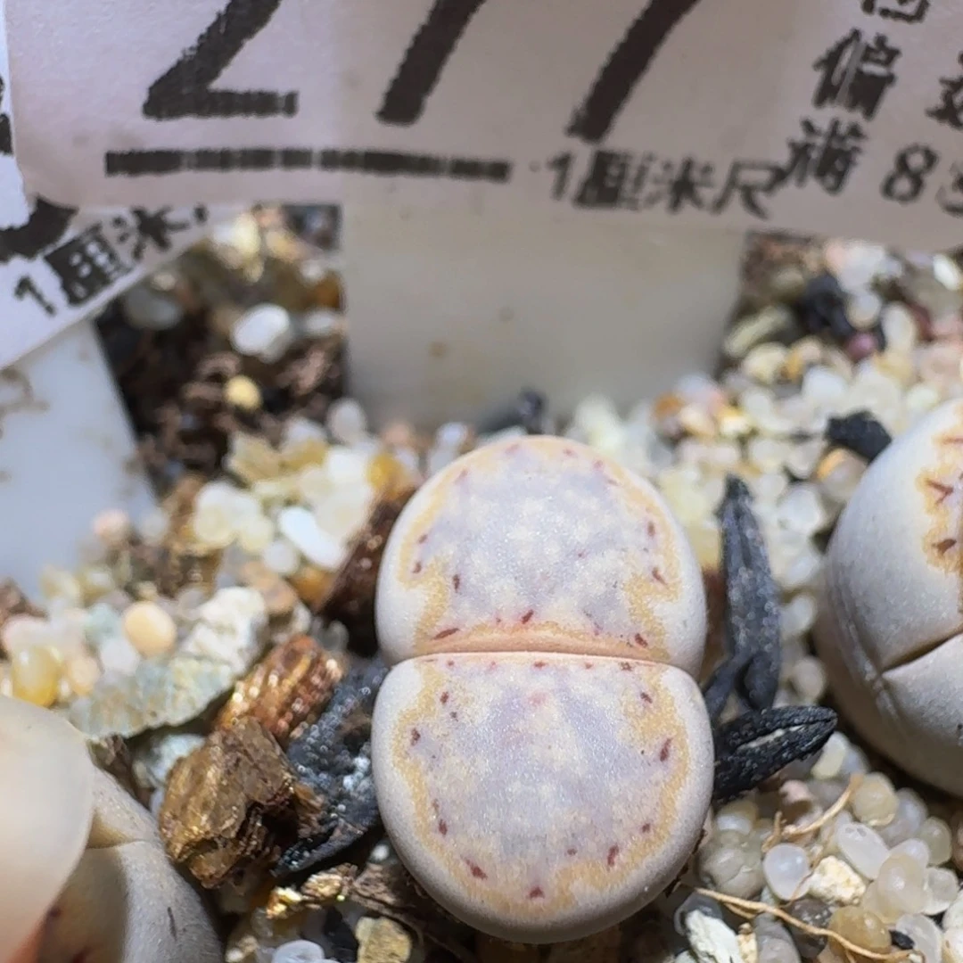 Ssss精品生石花277