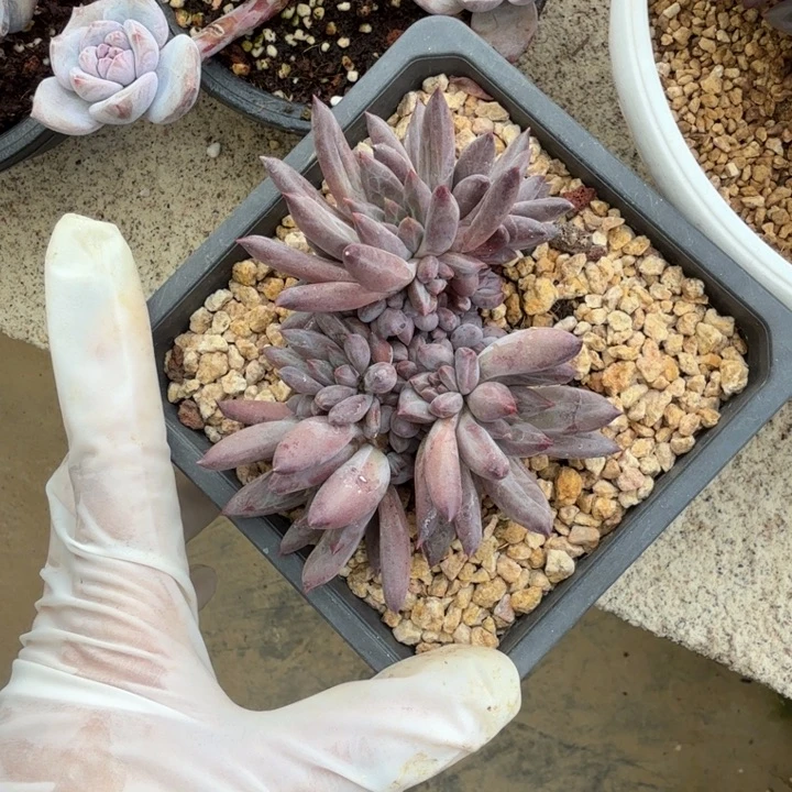 我***肉11厘米左右一物一拍的的