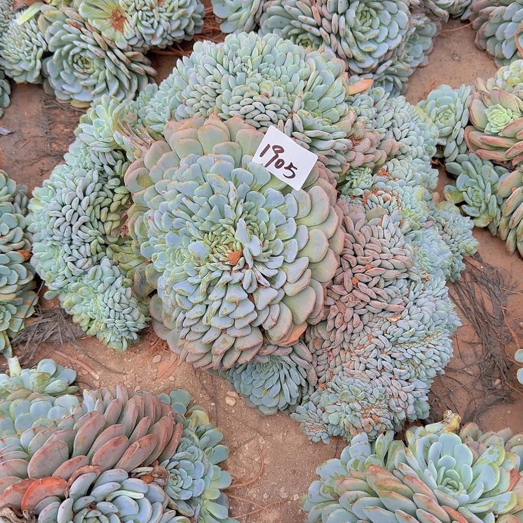 来***张1905白胖子缀多肉植物