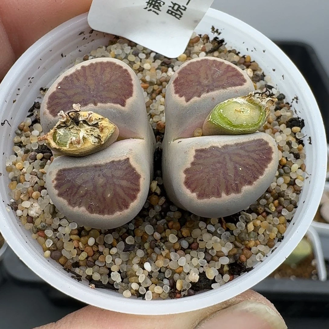 450多肉哈哈哈哈哈哈哈