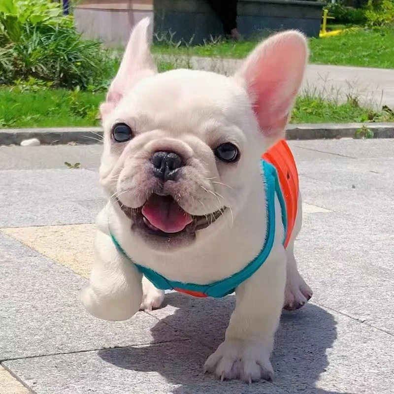 白色奶油色法斗幼犬法国斗牛犬斗牛犬纯种斗牛法牛家庭陪伴犬小狗