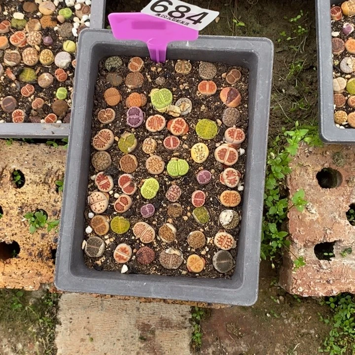 小*基生石花等植物684