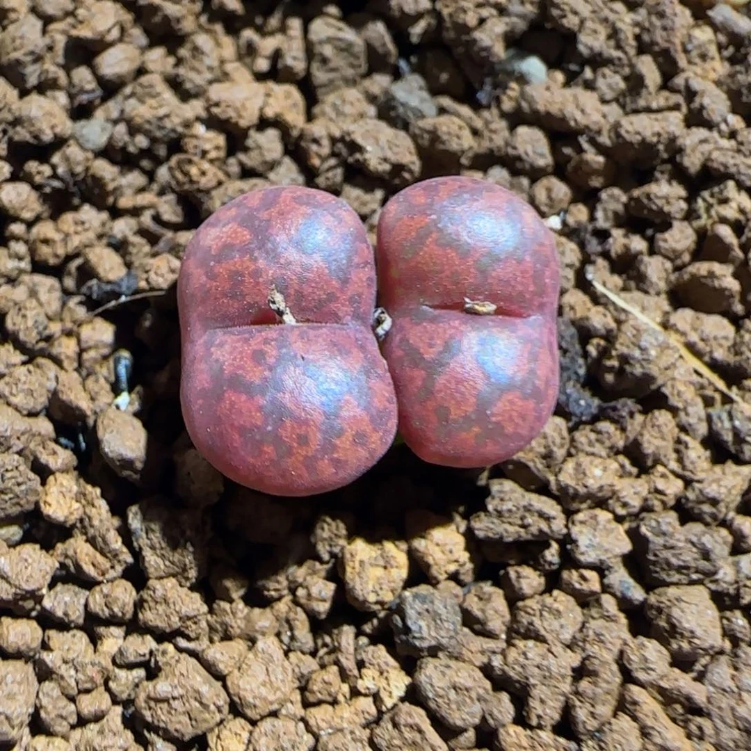 肉锥多肉植物组合-6km绒面红勋章1136