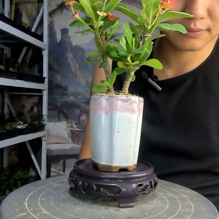 乐*玲中青园艺一物一拍218