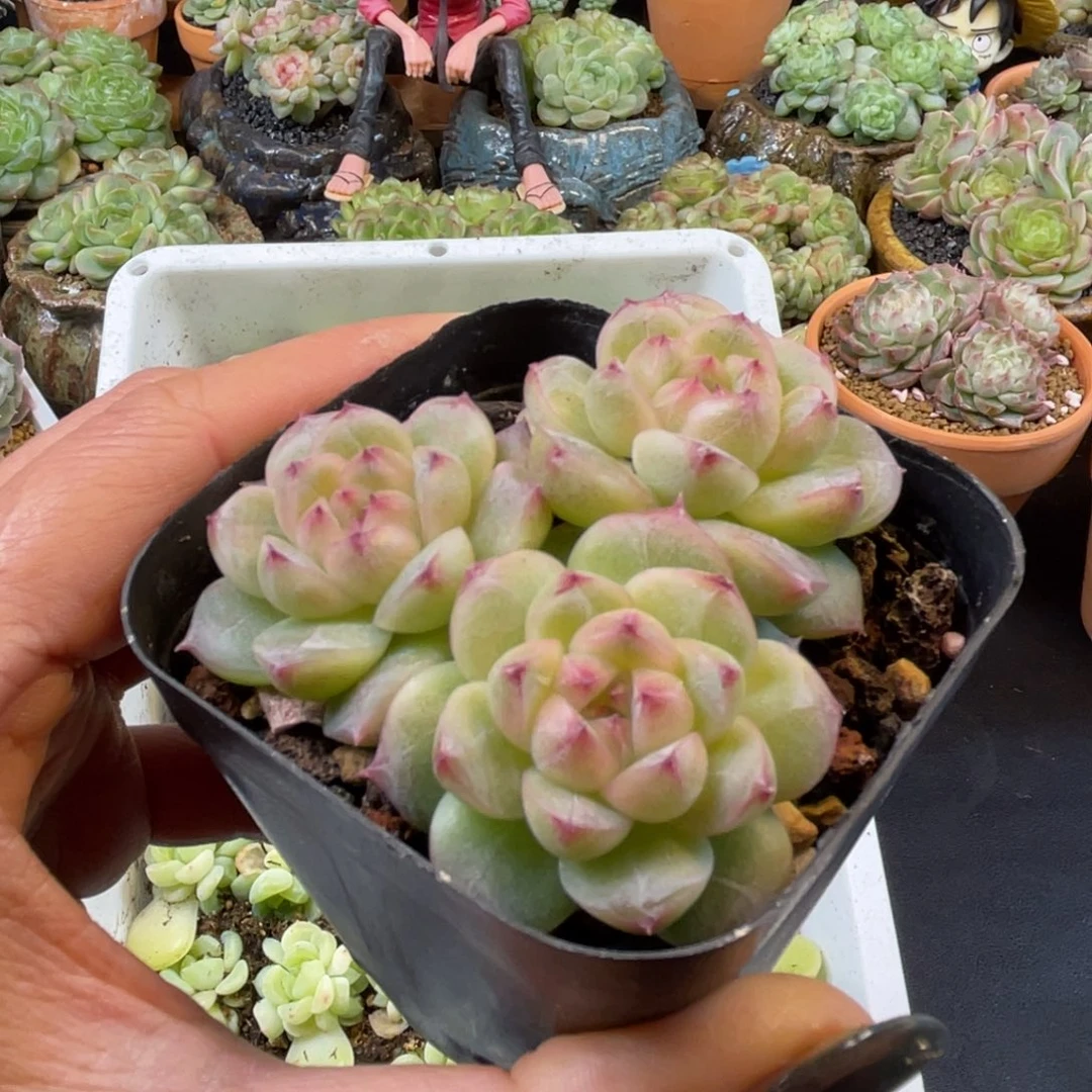 珍妮麦秆 多肉植物