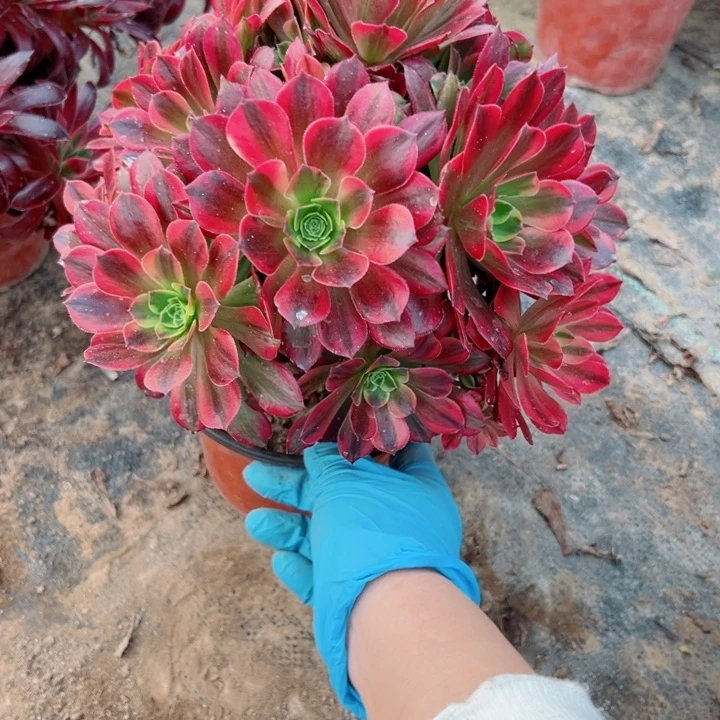 208安娜多肉植物