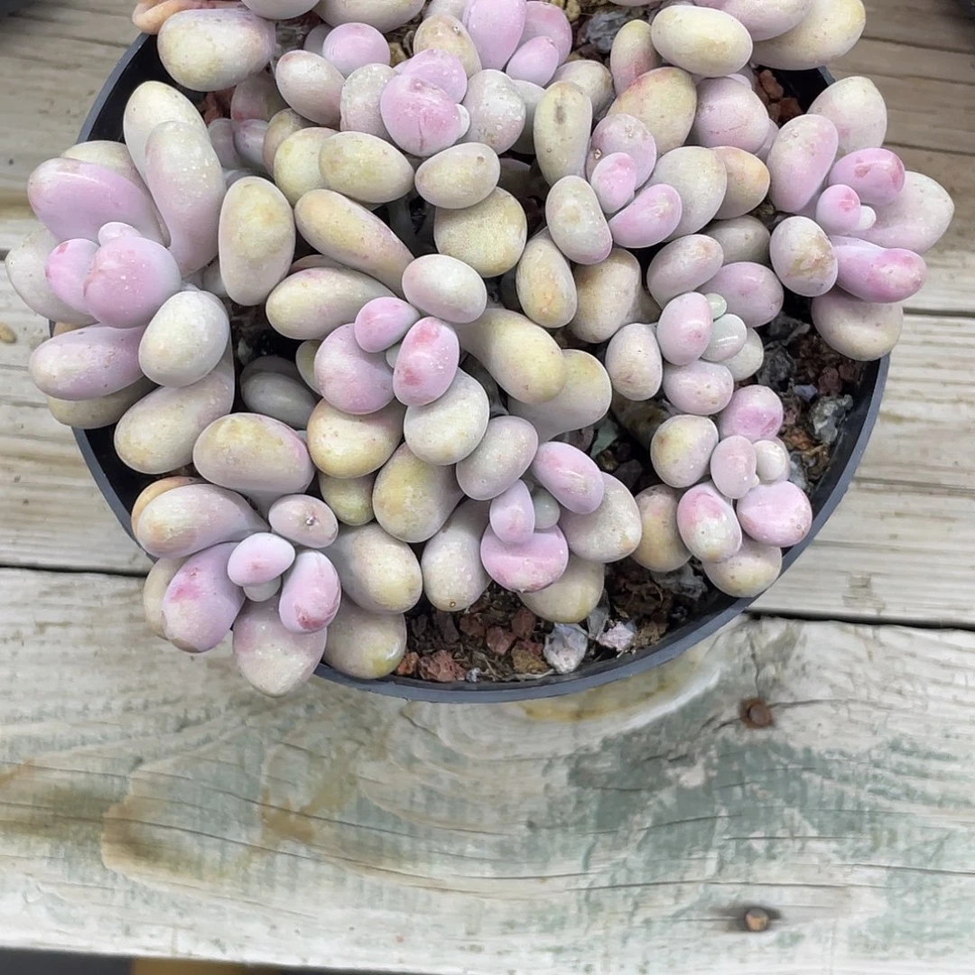 N***◎桃蛋群生。