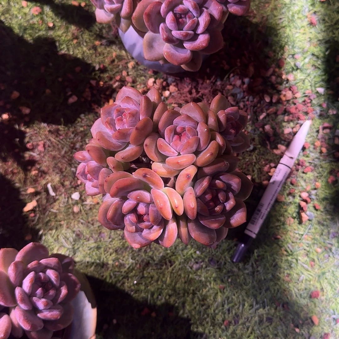 叶***黎星影群生脱土一颗