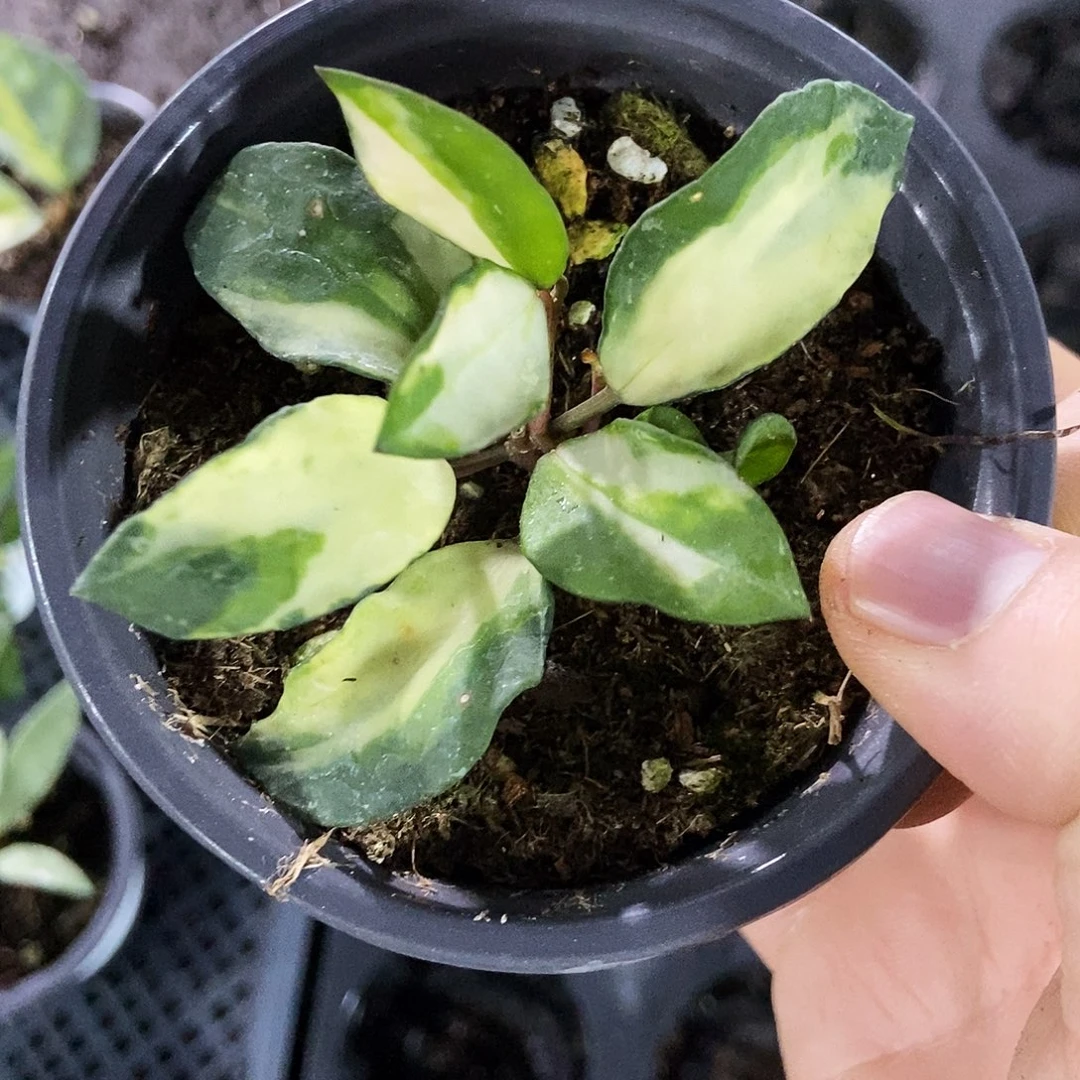 完全开放米娜拉球兰90