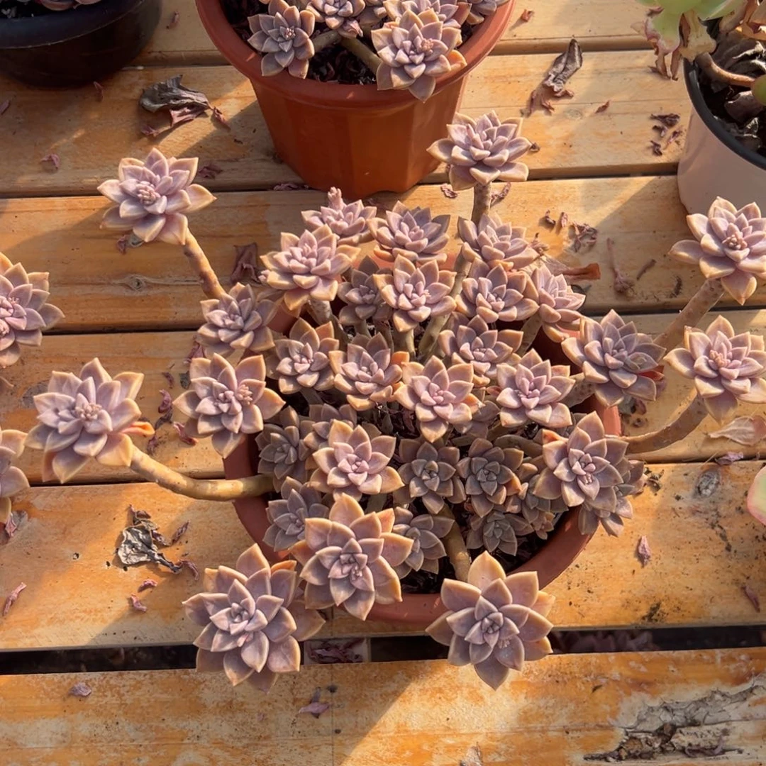 多肉阿伦培【非偏远满18包邮】