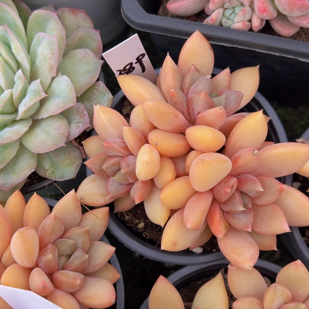 香玉等多种名贵的产品和服务