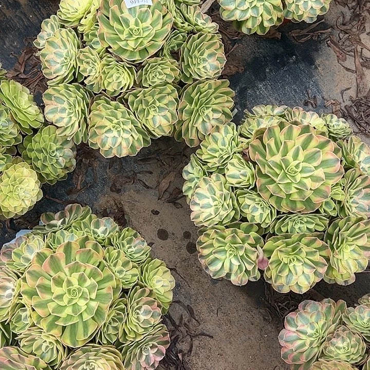 A***阳9.5-43雨荷多肉植物1