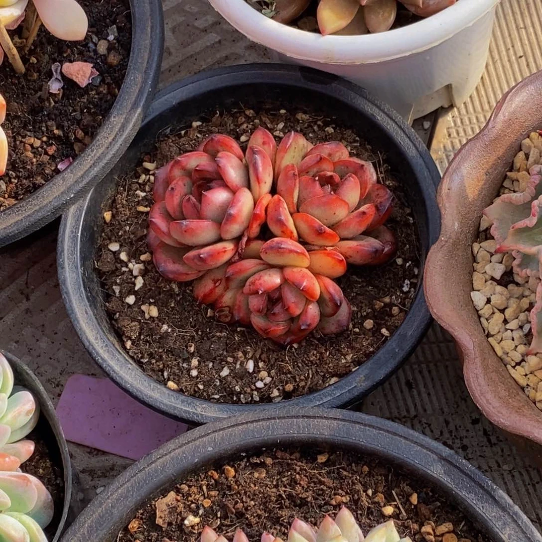 大*姐48包邮一物一拍多肉植物