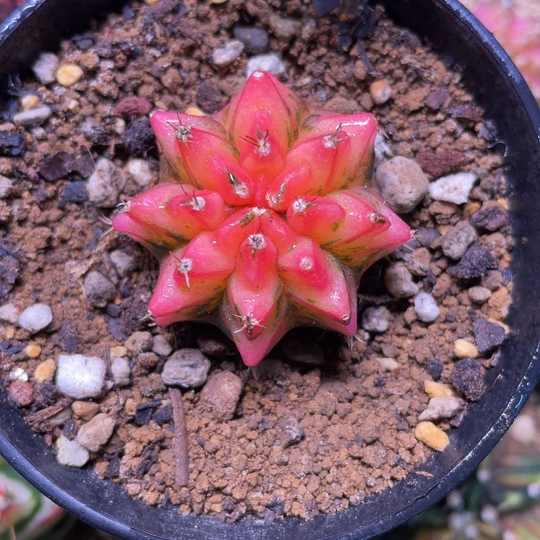 1-286米哈锦3.4厘米