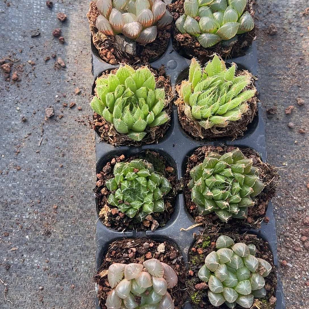 直播福利一物一拍39