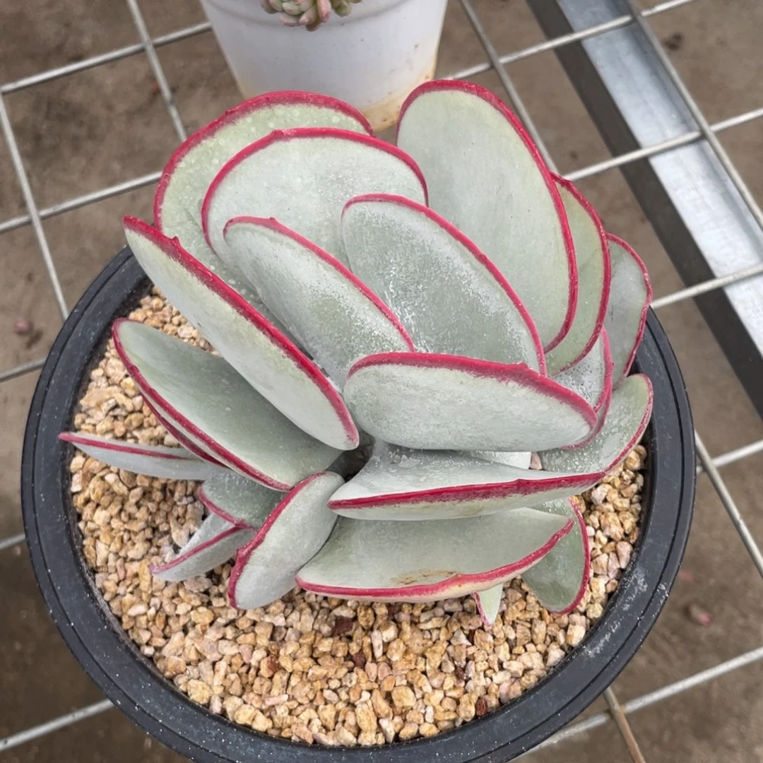 豆***6白眉多头群多肉植物
