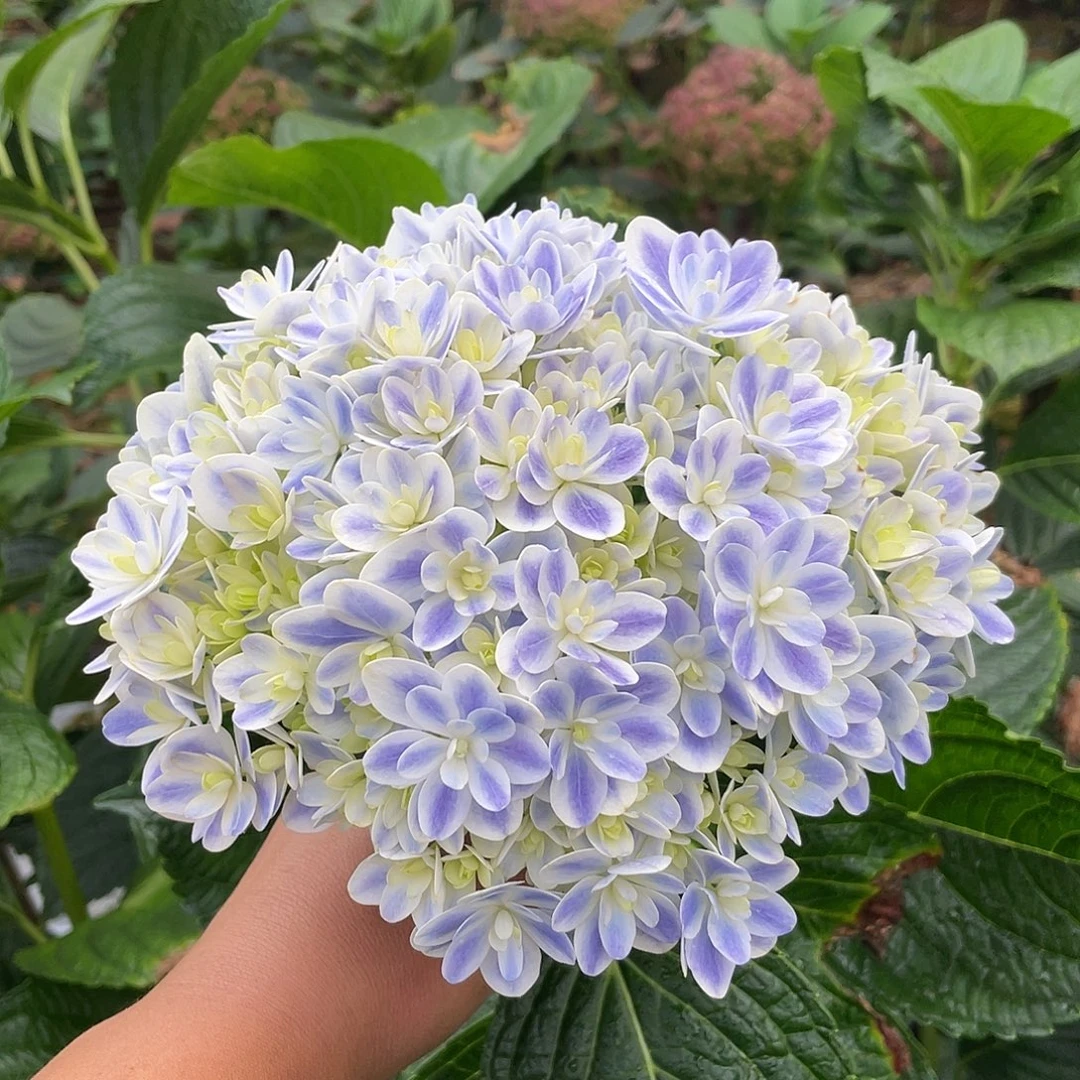 绣球切花一物一拍3枝起包邮，178