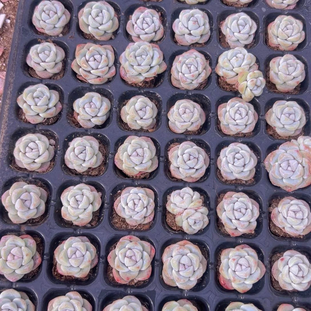 ?****。熊猫脸冰玉一整盘精品多肉