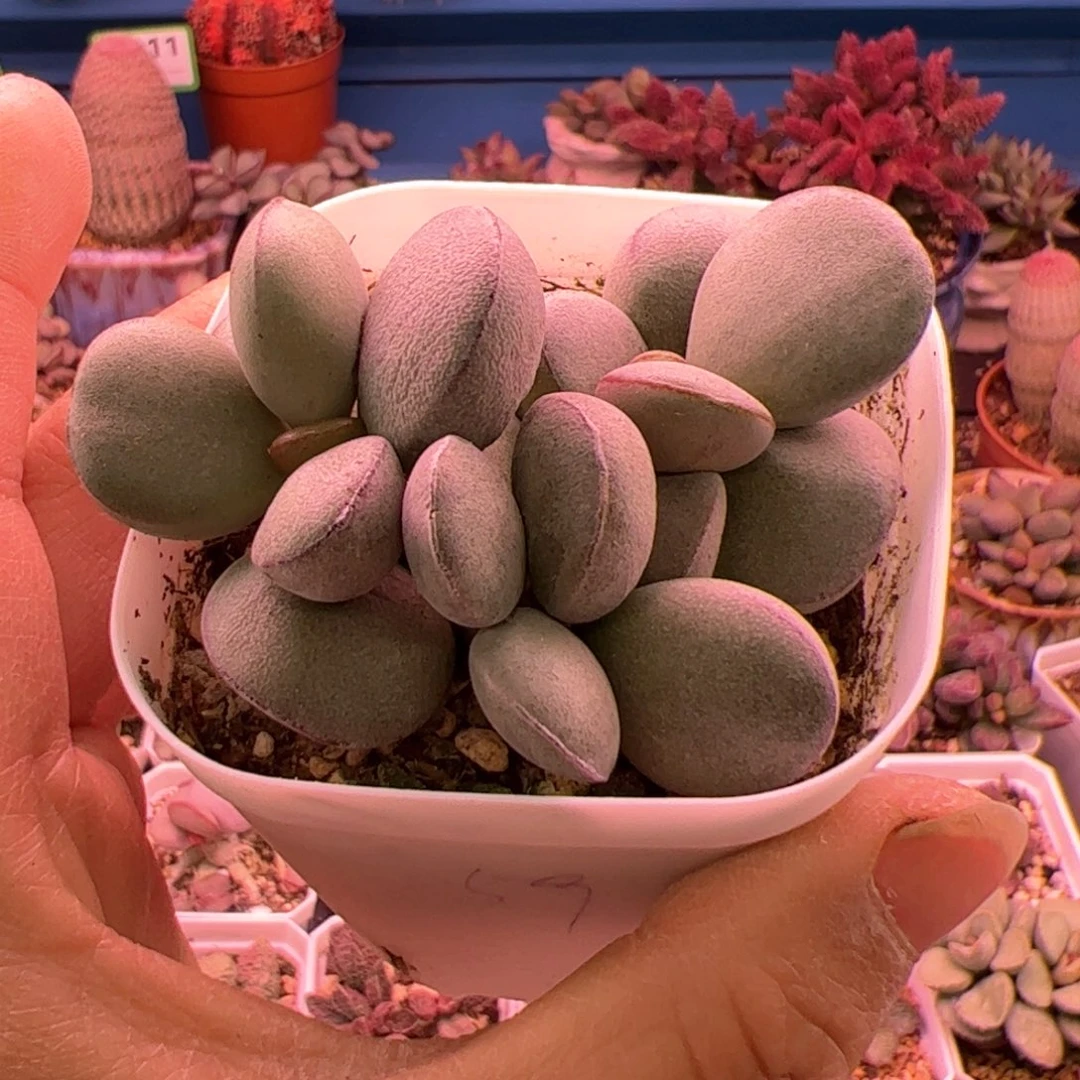 z****点球球紫蛋。