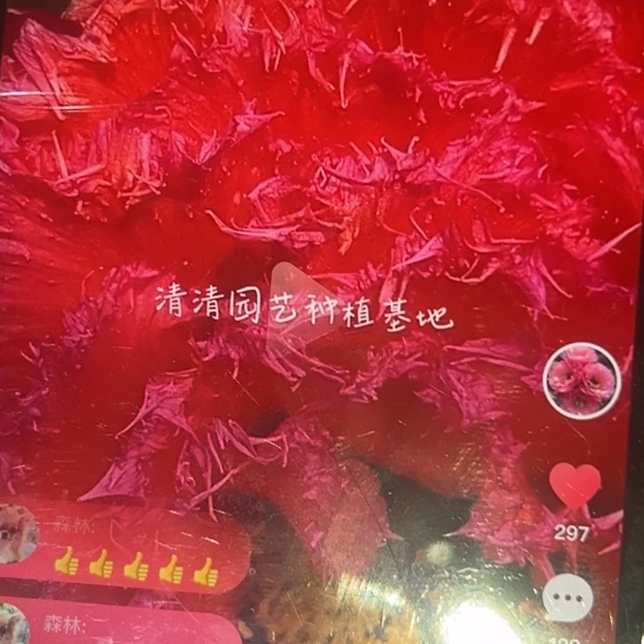 清清园艺侧牙瑕疵黑点