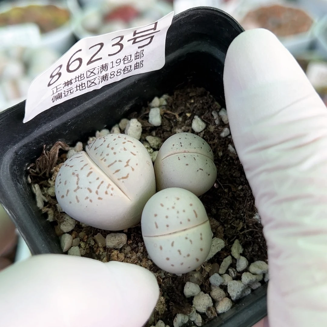 8623五年大白裙mo m