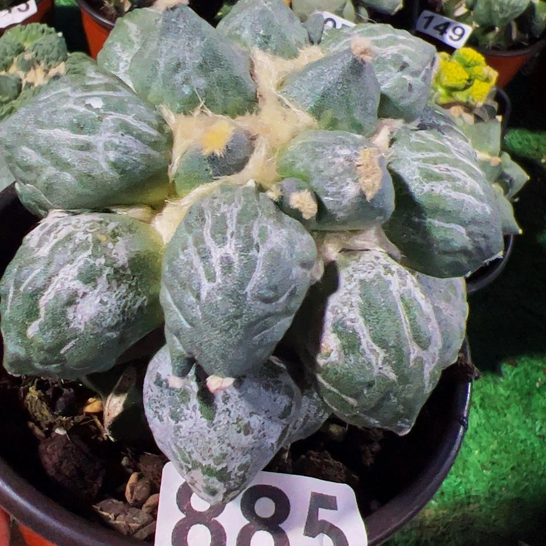 无花朵大蛋尤牡丹885