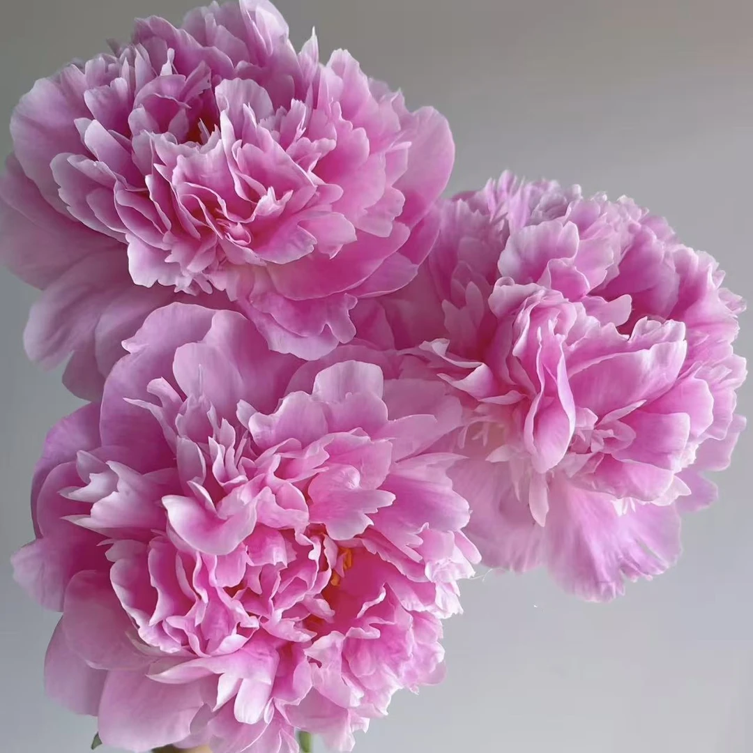 【花之物语】弗莱明芍药 新西兰进口 包邮