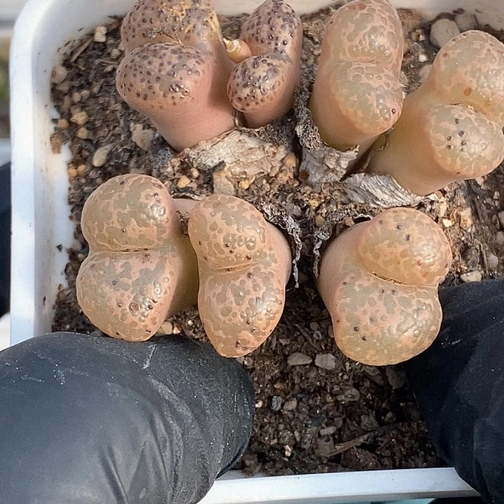 桃喜花园0203-67勋章福利