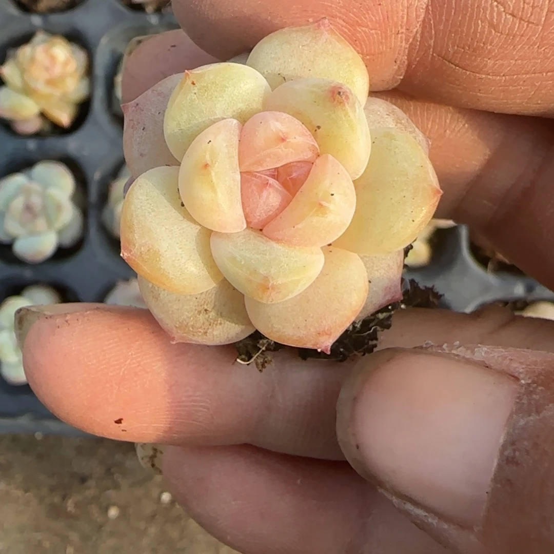 小卡拉米糖心一物一拍