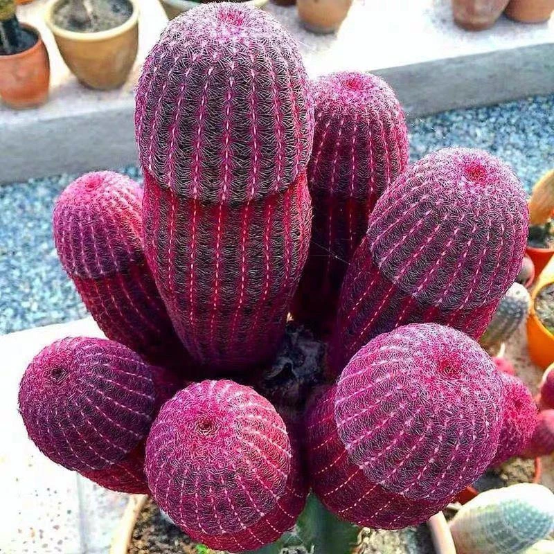 巴黎之家实生红太阳紫太阳开花仙人球侧芽无根室内四季好养多肉植