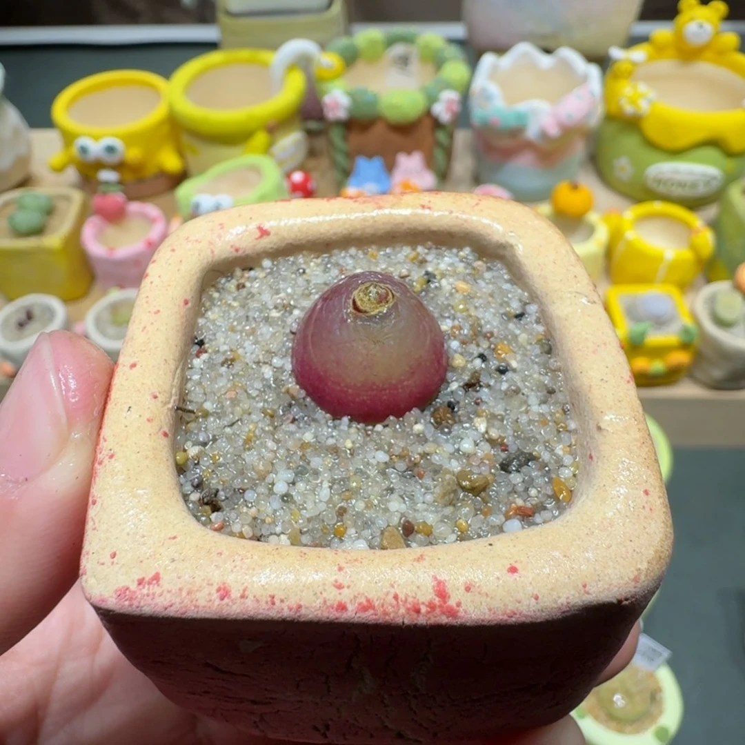 红陶蘑菇358灯泡